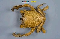 藏品(蛙形蟹)的圖片